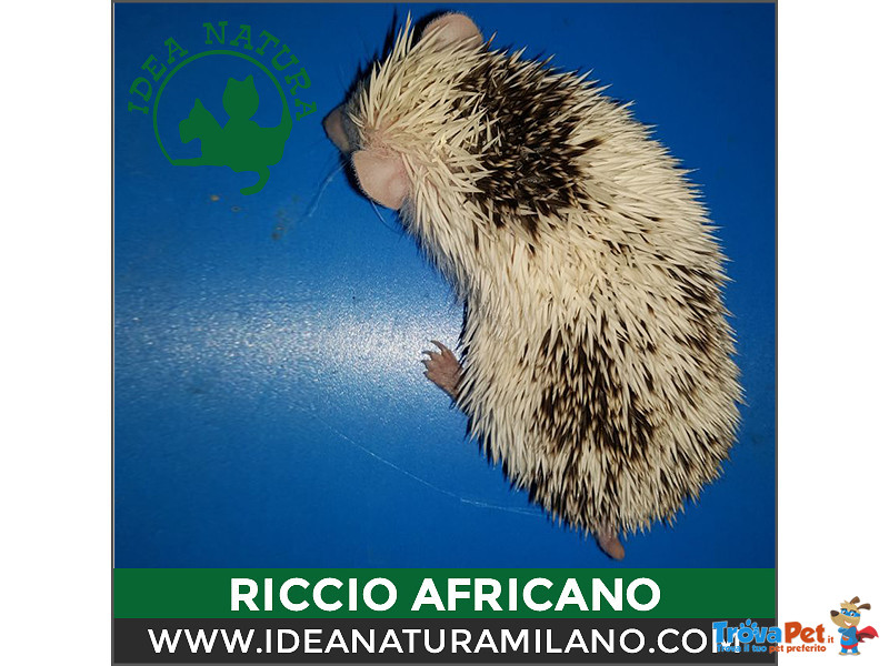Cuccioli di Riccio Africano - Foto n. 4