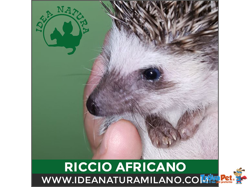 Cuccioli di Riccio Africano - Foto n. 6