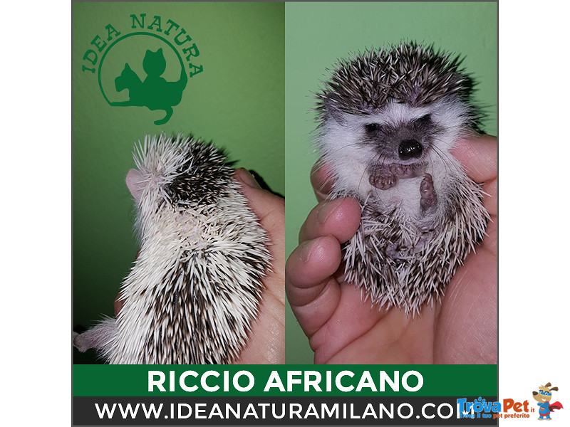 Cuccioli di Riccio Africano - Foto n. 7