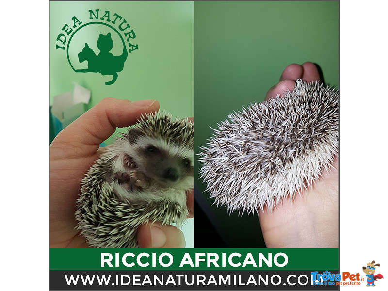 Cuccioli di Riccio Africano - Foto n. 8
