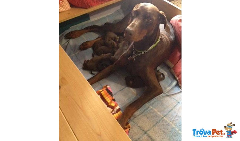 Cuccioli Dobermann alta Genealogia - Foto n. 3