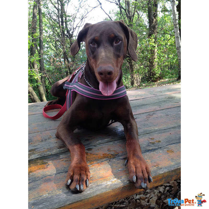 Cuccioli Dobermann alta Genealogia - Foto n. 1