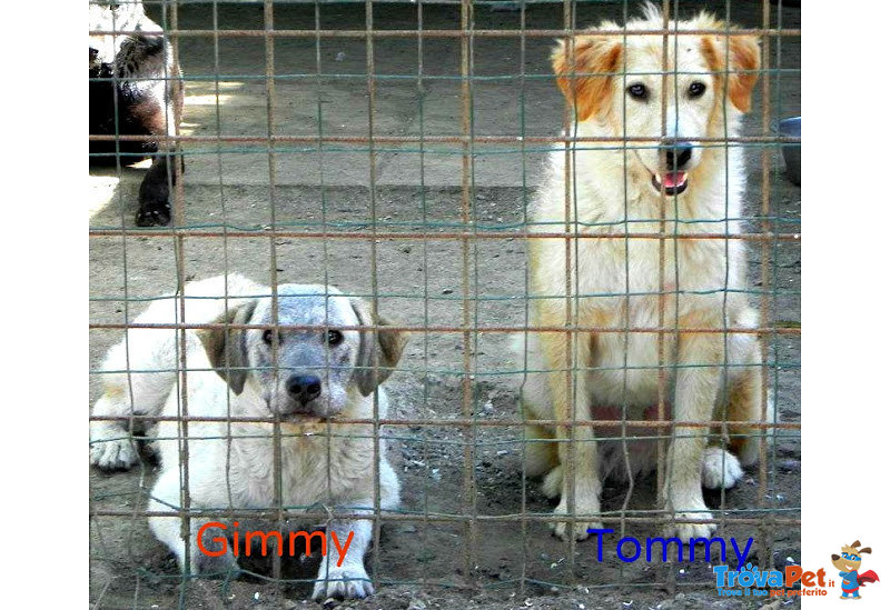 Gimmy e Tommy, due Fratelli in Gabbia da Cuccioli Ancora Sperano Nell'amore - Foto n. 1