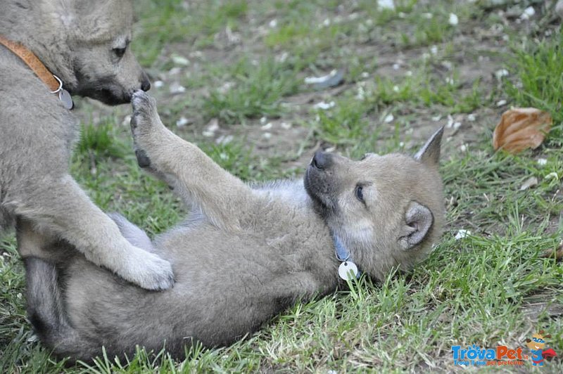 Cuccioli di cane lupo Cecoslovacco con Pedigree - Foto n. 4