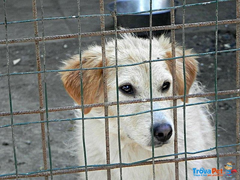 Gimmy e Tommy, due Fratelli in Gabbia da Cuccioli Ancora Sperano Nell'amore - Foto n. 2