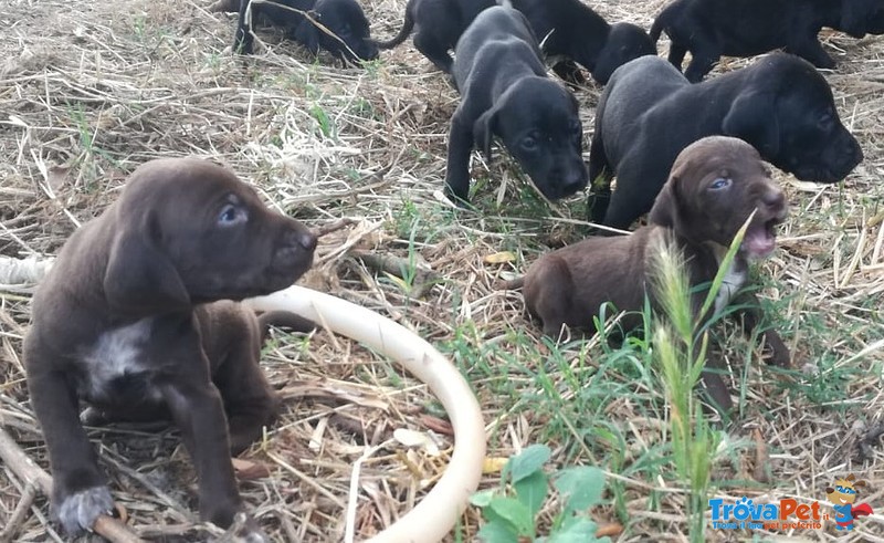 Cuccioli Bracco Tedesco - Foto n. 1