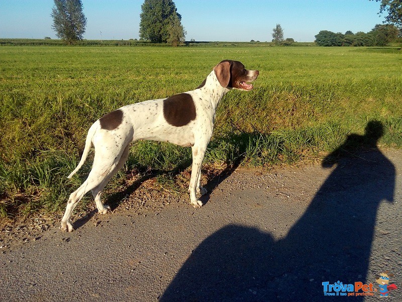 Pointer Selezionati per la Caccia - Foto n. 2