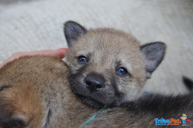 Cuccioli di cane lupo Cecoslovacco con Pedigree - Foto n. 5