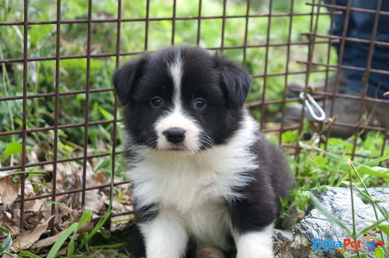 Cuccioli Border Collie - Foto n. 1