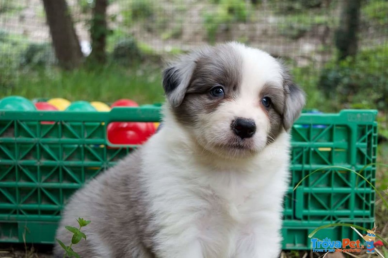 Cuccioli Border Collie - Foto n. 2