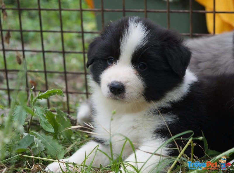 Cuccioli Border Collie - Foto n. 3