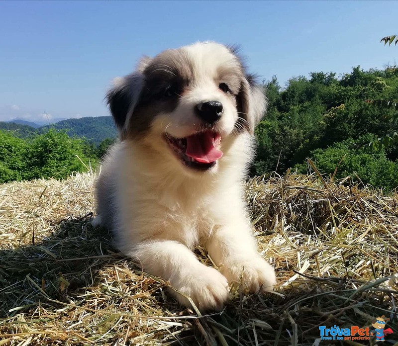 Cuccioli Border Collie - Foto n. 5