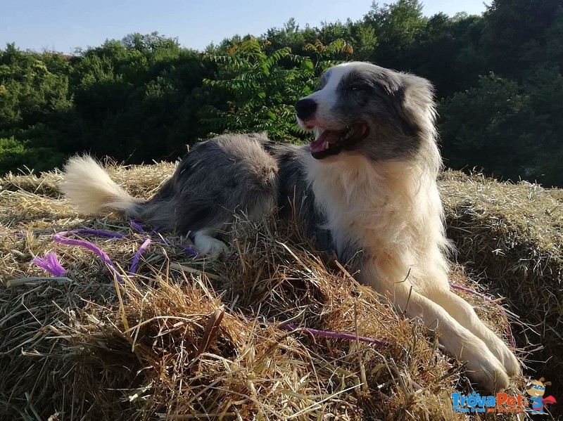 Cuccioli Border Collie - Foto n. 6