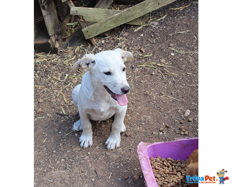 Un Carico di Cuccioli, 3 Mesi, Futura Taglia Media, in Arrivo a Brgamo, in Cerca di Casa - Foto n. 1