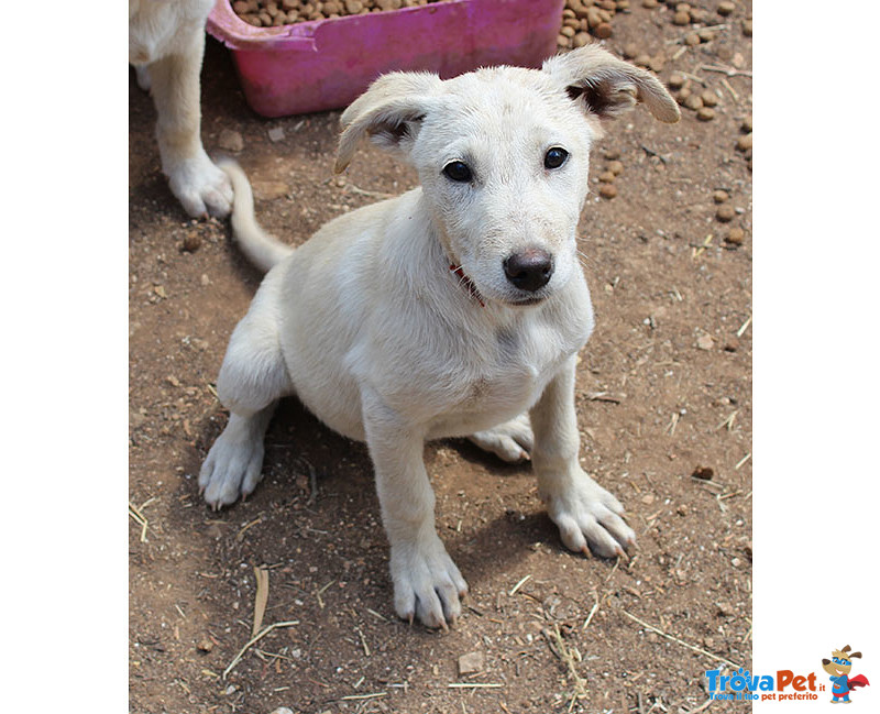 Un Carico di Cuccioli, 3 Mesi, Futura Taglia Media, in Arrivo a Brgamo, in Cerca di Casa - Foto n. 2