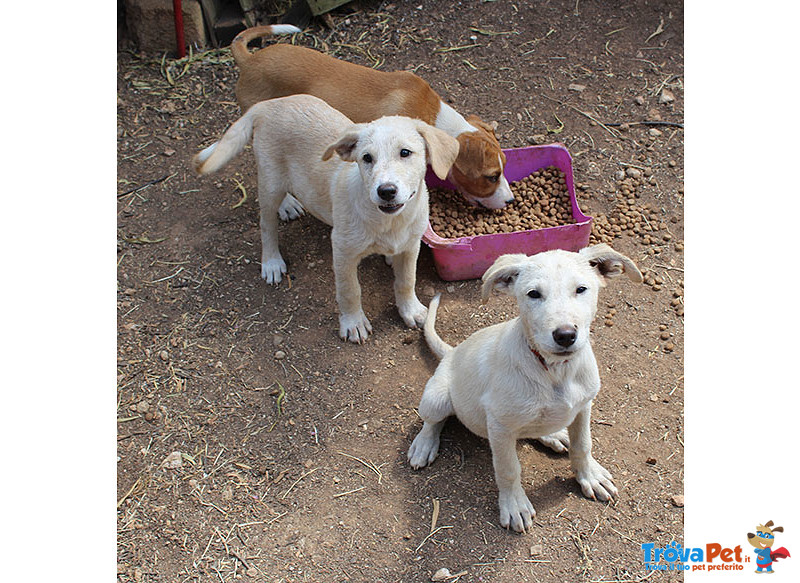 Un Carico di Cuccioli, 3 Mesi, Futura Taglia Media, in Arrivo a Brgamo, in Cerca di Casa - Foto n. 3