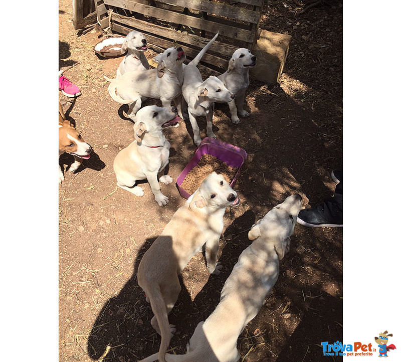 Un Carico di Cuccioli, 3 Mesi, Futura Taglia Media, in Arrivo a Brgamo, in Cerca di Casa - Foto n. 4