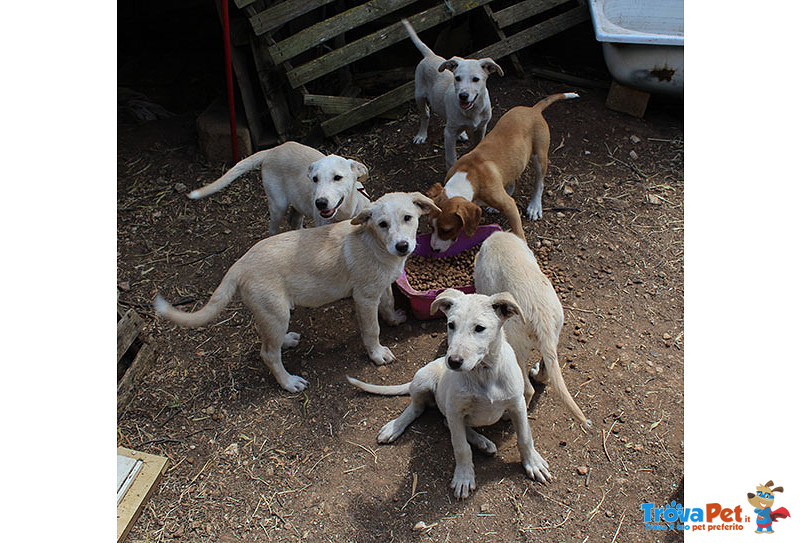 Un Carico di Cuccioli, 3 Mesi, Futura Taglia Media, in Arrivo a Brgamo, in Cerca di Casa - Foto n. 5