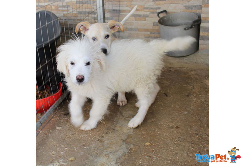 Patty e Susan, Cuccioli di 3/4 Mesi, le due Meraviglie, nate per caso nel Posto Sbagliato, in Arriv - Foto n. 1