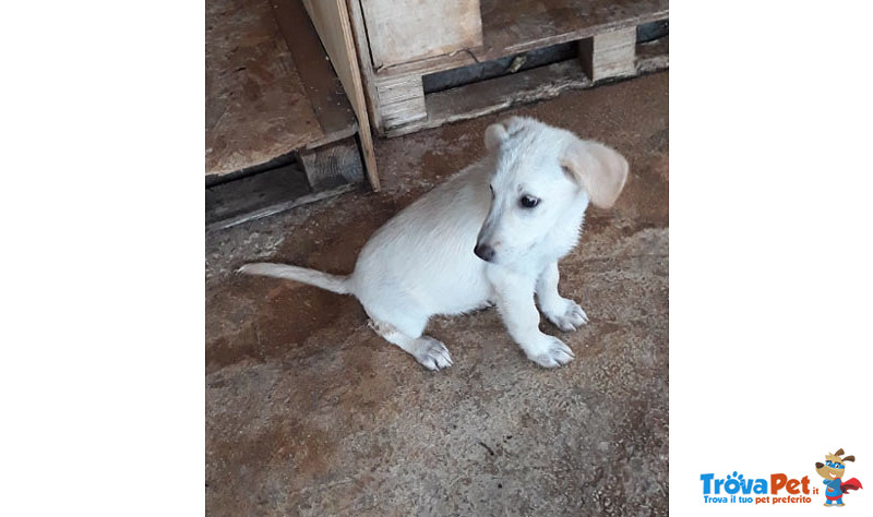 Patty e Susan, Cuccioli di 3/4 Mesi, le due Meraviglie, nate per caso nel Posto Sbagliato, in Arriv - Foto n. 2