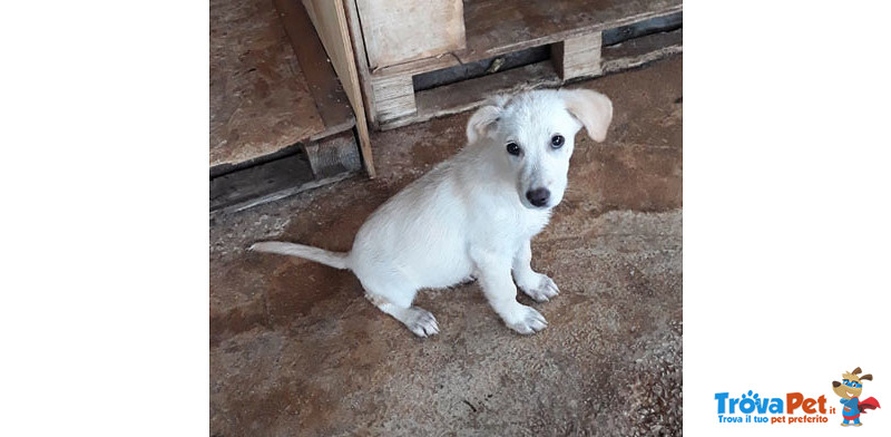 Patty e Susan, Cuccioli di 3/4 Mesi, le due Meraviglie, nate per caso nel Posto Sbagliato, in Arriv - Foto n. 3