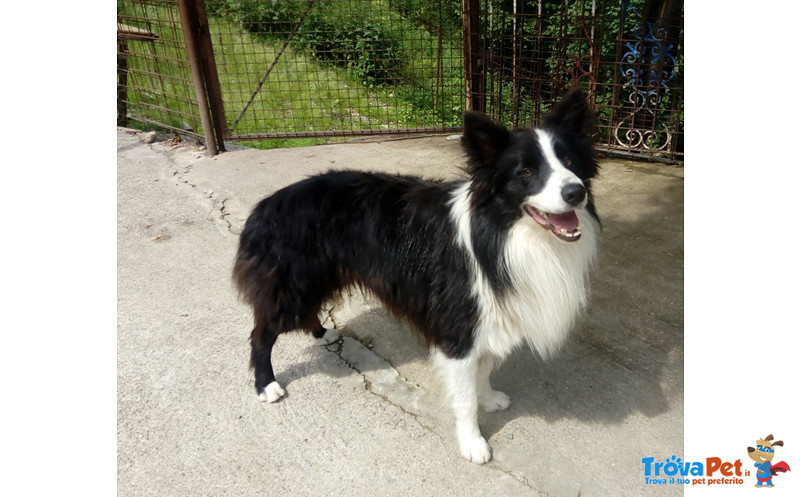 Teddy, Border Collie di 5 Anni, e’ Arrivato il Momento Ditrovargli una Nuova Famiglia - Foto n. 1