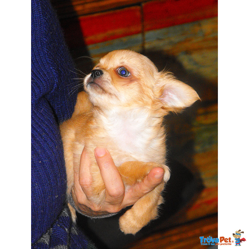 Chihuahua:zampe Corti-Muso Corto - Foto n. 1