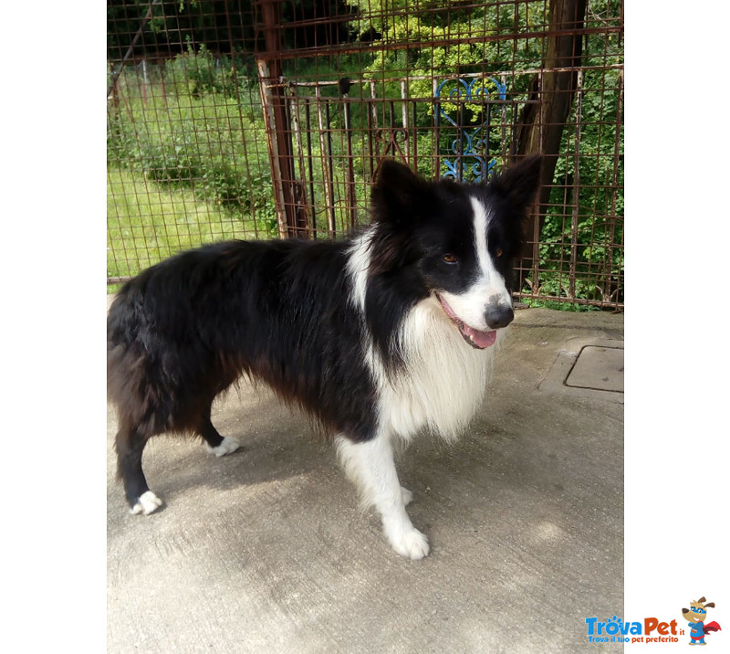 Teddy, Border Collie di 5 Anni, e’ Arrivato il Momento Ditrovargli una Nuova Famiglia - Foto n. 2