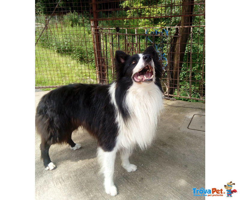 Teddy, Border Collie di 5 Anni, e’ Arrivato il Momento Ditrovargli una Nuova Famiglia - Foto n. 3