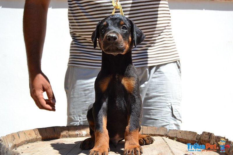 Cuccioli Dobermann Altissima Genealogia - Foto n. 1