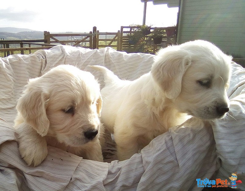 Splendidi Cuccioli kc Golden Retriever - Foto n. 1