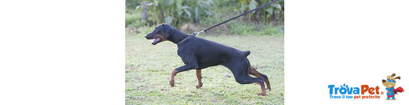 Cuccioli Dobermann Altissima Genealogia - Foto n. 2