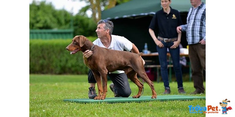 Cuccioli Dobermann Altissima Genealogia - Foto n. 3