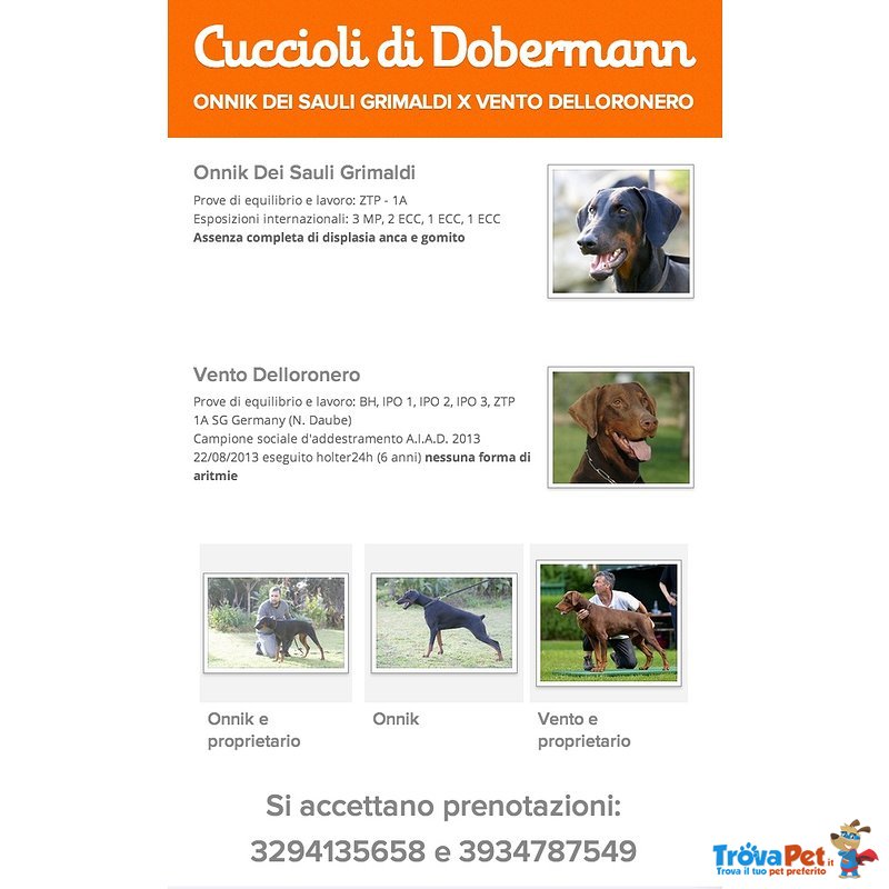 Cuccioli Dobermann Altissima Genealogia - Foto n. 4