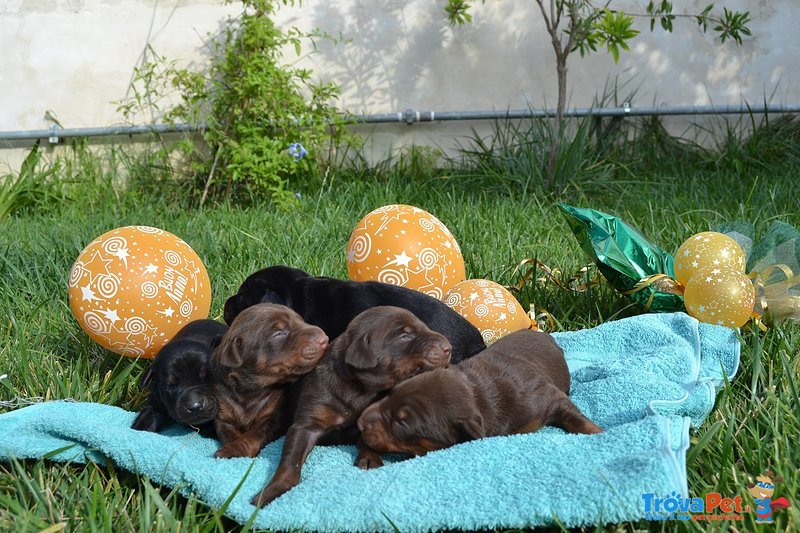 Cuccioli Dobermann Altissima Genealogia - Foto n. 5