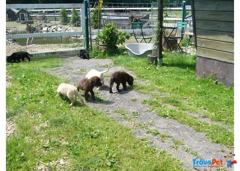 Labrador Retriever Cuccioli-Miele,chocolate e Neri - Foto n. 2