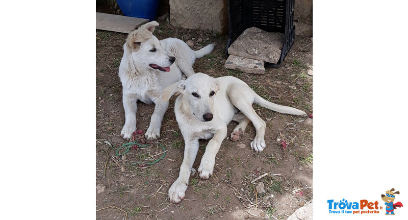 Luna e Sole, Cuccioli di 6 mesi Simil Labrador, due Storie Diverse, ma con lo Stesso Finale, L’abban - Foto n. 1