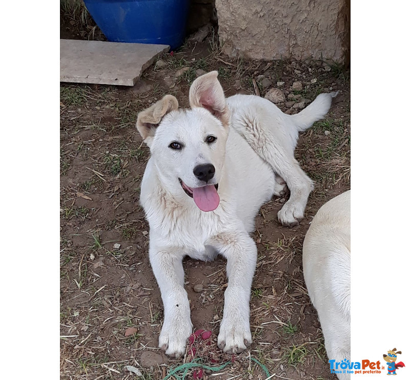 Luna e Sole, Cuccioli di 6 mesi Simil Labrador, due Storie Diverse, ma con lo Stesso Finale, L’abban - Foto n. 2