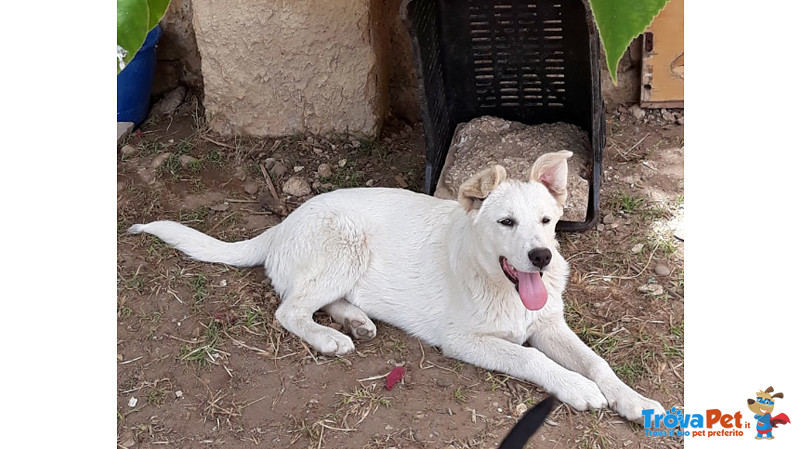 Luna e Sole, Cuccioli di 6 mesi Simil Labrador, due Storie Diverse, ma con lo Stesso Finale, L’abban - Foto n. 3