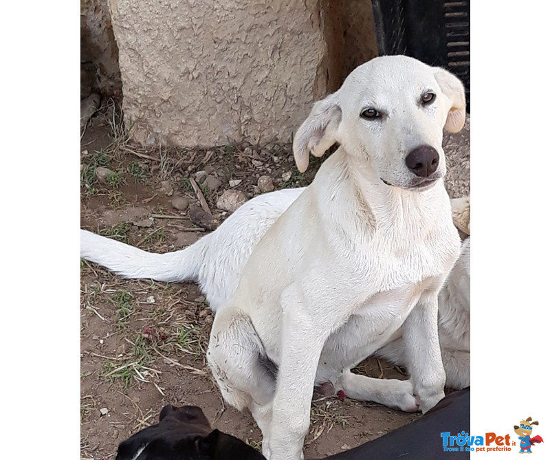 Luna e Sole, Cuccioli di 6 mesi Simil Labrador, due Storie Diverse, ma con lo Stesso Finale, L’abban - Foto n. 4