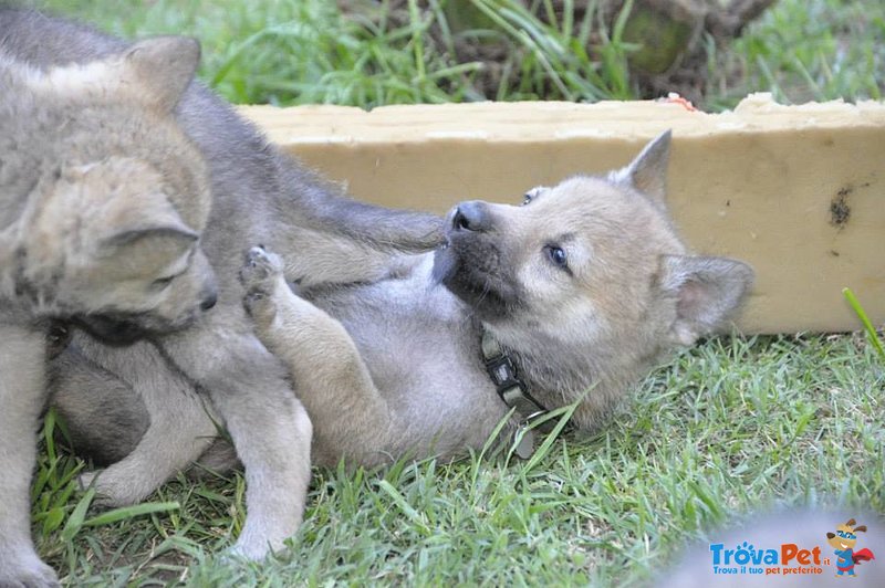 Cuccioli di cane lupo Cecoslovacco con Pedigree - Foto n. 7