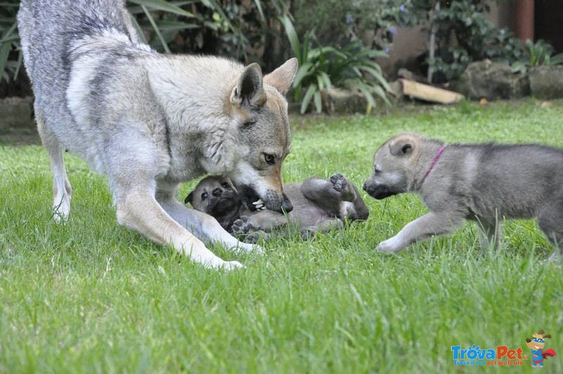 Cuccioli di cane lupo Cecoslovacco con Pedigree - Foto n. 8