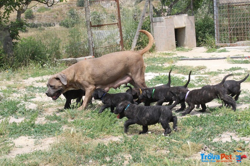 Cuccioli di cane Corso - Foto n. 2