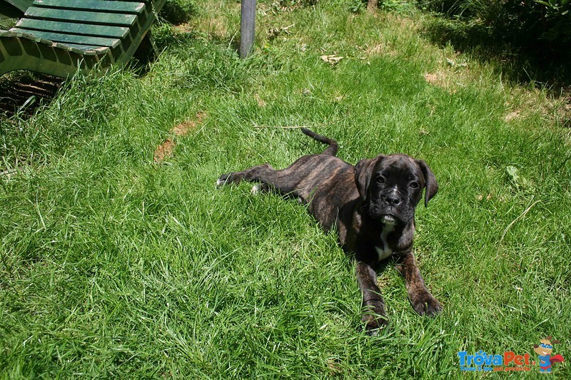 Cucciolo di Boxer Tigrato - Foto n. 2