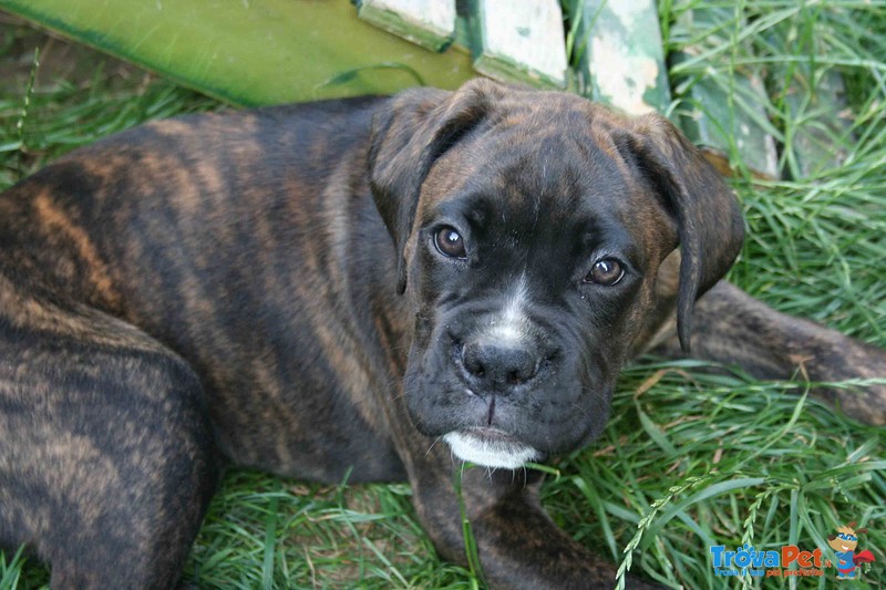 Cucciolo di Boxer Tigrato - Foto n. 3