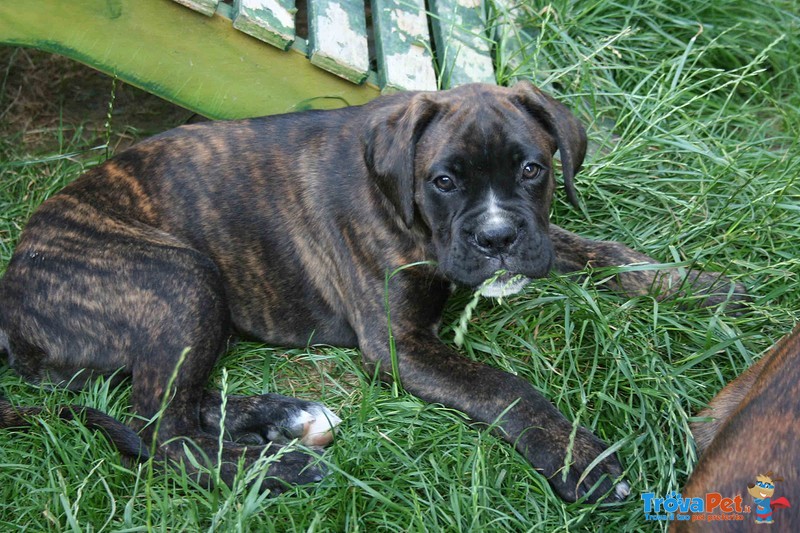 Cucciolo di Boxer Tigrato - Foto n. 4