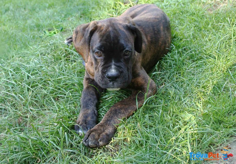 Cucciolo di Boxer Tigrato - Foto n. 5