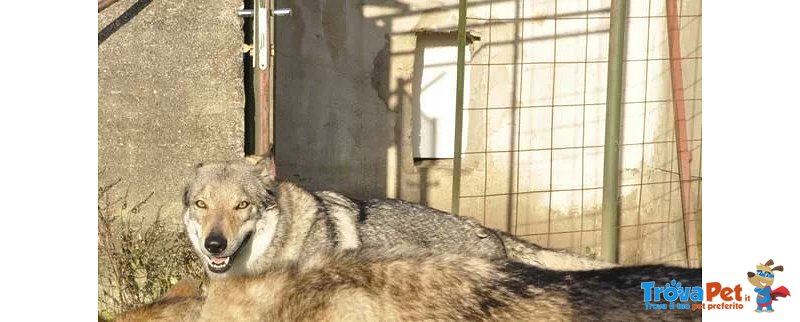 Cuccioli di cane lupo Cecoslovacco con Pedigree - Foto n. 10