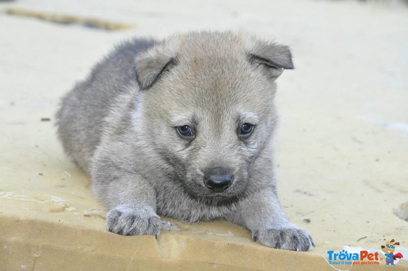 Cuccioli di cane lupo Cecoslovacco con Pedigree - Foto n. 11