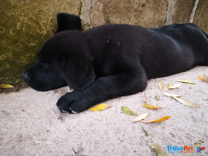 Cuccioli Labrador Retriever - Foto n. 2